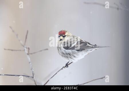 Ein gewöhnlicher Rotschurmschurk (Carduelis flammea) An einem Wintertag auf einem Zweig mit Beeren thront Stockfoto