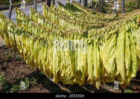 Tabakblätter hängen in der Sonne, Montenegro, zum Trocknen Stockfoto