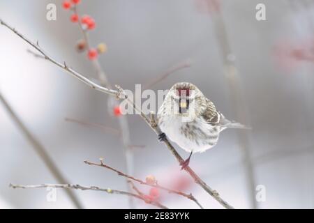 Ein gewöhnlicher Rotschurmschurk (Carduelis flammea) An einem Wintertag auf einem Zweig mit Beeren thront Stockfoto