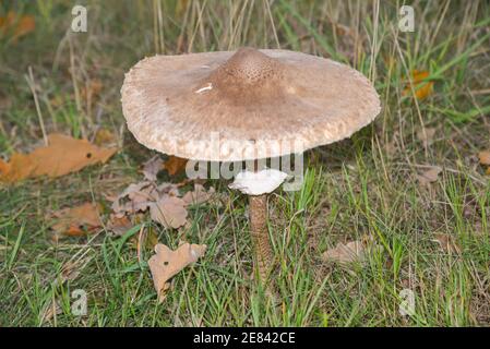 Basidiomycete Pilz oder Sonnenschirm Pilz Stockfoto