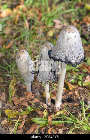 coprinus comatus oder Tintenpilz Stockfoto