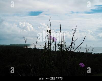 Blüht mit Aussicht. Ein Hauch von mauvenfarbenen Morgenblumen vor dem dunklen Laub und einem hellen Himmel und Meer Stockfoto