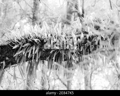 Sieht aus wie ein haariger Zweig, ein blättriger Weinstock, der sich fest befestigt hat, indem er sich um den Zweig des Baumes, in schwarz und weiß, gewickelt hat Stockfoto