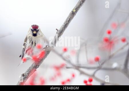 Ein gewöhnlicher Rotschurmschurk (Carduelis flammea) An einem Wintertag auf einem Zweig mit Beeren thront Stockfoto