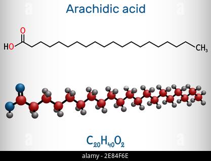 Arachidinsäure, Eicosanoic, Icosansäure Molekül. Es ist gesättigte langkettige Fettsäure. Strukturelle chemische Formel und Molekülmodell. Vektor-Abb. Stock Vektor