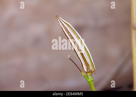 Foto-Nahaufnahme der Okra-Hülse reifen und trocknen auf der Pflanze, um Okra-Samen zu sparen. Stockfoto