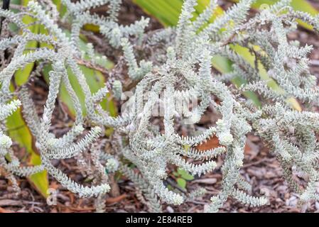 DER SILBERPFEILBUSCH (Eremophila bowmanii) oder Bowmans ist eine blühende Pflanze in der Familie der Feigenwürze, die in New South Wales und Queensland endemisch ist Stockfoto