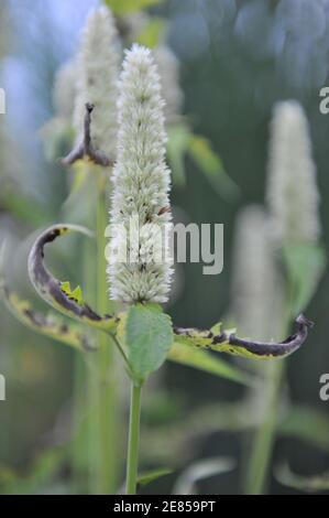 Weiße und grüne koreanische Minze (Agastache rugosa) Alabaster blüht im September im Garten Stockfoto