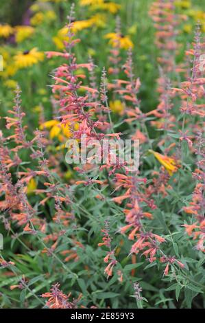 Riesenhysop (Agastache barberi) Feuervogel mit grau-grünen Blättern und orangefarbenen Blüten blüht in einem Garten im Juli mit einem gelben Blütenkieber Goldsturm Stockfoto