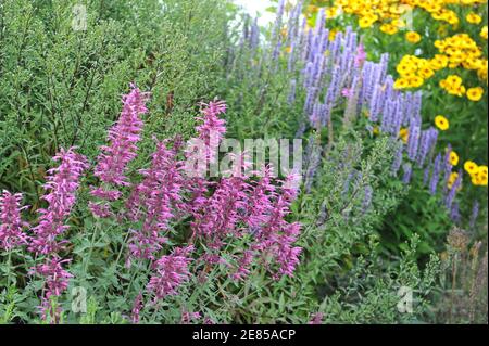 Agastache Acapulco Purple blüht im August in einem Garten mit Agastache Blue Fortune und gelbe Schneezeeed (Helenium) im Hintergrund Stockfoto