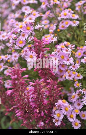 Agastache Acapulco Lila und rosa New york Aster (Aster novi-belgii) Blüht im August im Garten Stockfoto
