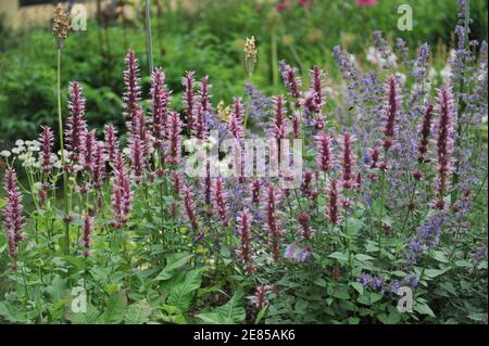 Mexikanischer Riese Ysop (Agastache mexicana) Red Fortune, Nectaroscordum siculum und Nepeta faassenii sechs Hügel Riesen blühen in einem Garten im Juni Stockfoto