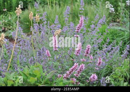 Mexikanischer Riese Ysop (Agastache mexicana) Red Fortune, Nectaroscordum siculum und Nepeta faassenii sechs Hügel Riesen blühen in einem Garten im Juni Stockfoto