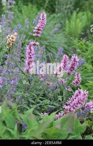 Mexikanischer Riese Ysop (Agastache mexicana) Red Fortune, Nectaroscordum siculum und Nepeta faassenii sechs Hügel Riesen blühen in einem Garten im Juni Stockfoto