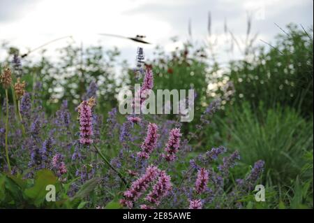 Mexikanischer Riese Ysop (Agastache mexicana) Red Fortune, Nectaroscordum siculum und Nepeta faassenii sechs Hügel Riesen blühen in einem Garten im Juni Stockfoto
