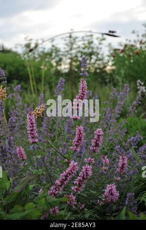 Mexikanischer Riese Ysop (Agastache mexicana) Red Fortune, Nectaroscordum siculum und Nepeta faassenii sechs Hügel Riesen blühen in einem Garten im Juni Stockfoto