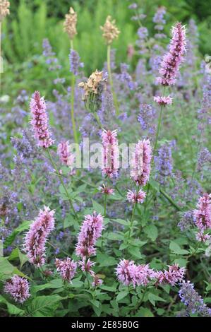 Mexikanischer Riese Ysop (Agastache mexicana) Red Fortune, Nectaroscordum siculum und Nepeta faassenii sechs Hügel Riesen blühen in einem Garten im Juni Stockfoto