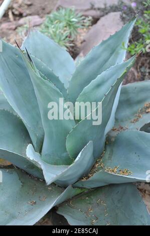 Kohlkopf-Agave (Agave parrasana) Wächst im Gewächshaus im Garten im Mai Stockfoto