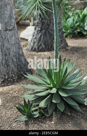 Stachelzapfenagave (Agave univittata) Wächst im Gewächshaus im Garten im Mai Stockfoto