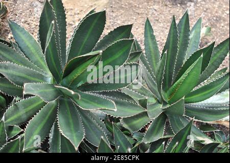 Stachelzapfenagave (Agave univittata) Wächst im Gewächshaus im Garten im Mai Stockfoto