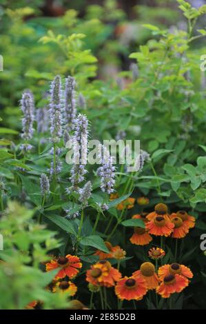 Violett-blauer Riesenhysop (Agastache) Blue Fortune und Sneezeeed (Helenium) Mardi Gras blüht im Juli im Garten Stockfoto