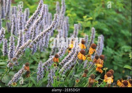 Violett-blauer Riesenhysop (Agastache) Blue Fortune und Sneezeeed (Helenium) Mardi Gras blüht im August im Garten Stockfoto