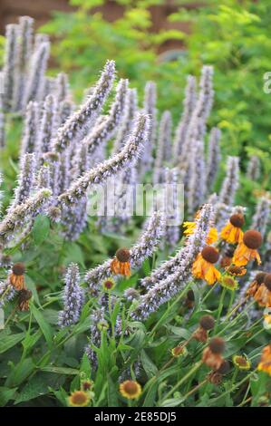 Violett-blauer Riesenhysop (Agastache) Blue Fortune und Sneezeeed (Helenium) Mardi Gras blüht im August im Garten Stockfoto