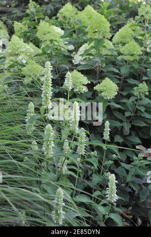 Weiße und grüne koreanische Minze (Agastache rugosa) Alabaster blüht in einem Garten im August mit Hintergrund Blühende Hydrangea paniculata im Rampenlicht Stockfoto