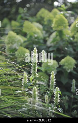 Weiße und grüne koreanische Minze (Agastache rugosa) Alabaster blüht in einem Garten im August mit Hintergrund Blühende Hydrangea paniculata im Rampenlicht Stockfoto