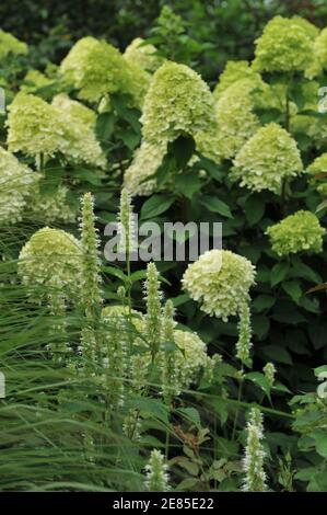 Weiße und grüne koreanische Minze (Agastache rugosa) Alabaster blüht in einem Garten im August mit Hintergrund Blühende Hydrangea paniculata im Rampenlicht Stockfoto