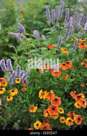 Violett-blauer Riesenhysop (Agastache) Blue Fortune und Sneezeeed (Helenium) Mardi Gras blüht im August im Garten Stockfoto