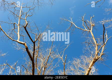 Abstraktes Foto der Silhouette des toten Baumes in klaren blauen Himmel weißen Wolken als Hintergrund Natur-und Umwelt-Konzept. Stockfoto