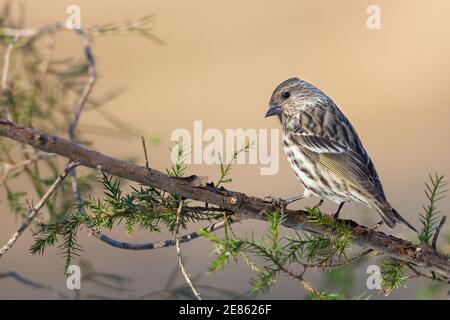 Kiefer Siskin auf Zedernzweig sauberer Hintergrund, Spinus Pinus Stockfoto