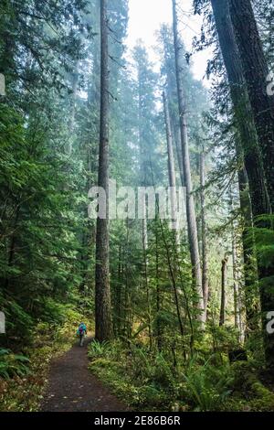 Eine Frau, die im Staircase Rapids Bereich des Olympic National Park, Washington, USA, wandert. Stockfoto