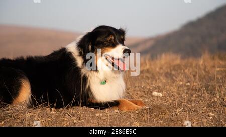 Australian Shepherd Dog Stockfoto