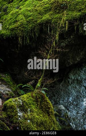 Ein kleiner, aber schöner Baum, der auf einem moosbedeckten Felsbrocken wächst, Olympic National Park bei Staircase Rapids am Skokomish River, Washington, USA Stockfoto