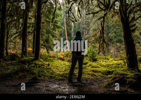 Eine Frau, die die üppige Aussicht entlang des Skokomish River Trail, Staircase Rapids Bereich des Olympic National Park, Washington, USA, genießen kann. Stockfoto