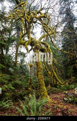 Ein Moos bedeckter großer Ahornbaum, Treppenhaus Rapids Bereich des Olympic National Park, Washington, USA. Stockfoto