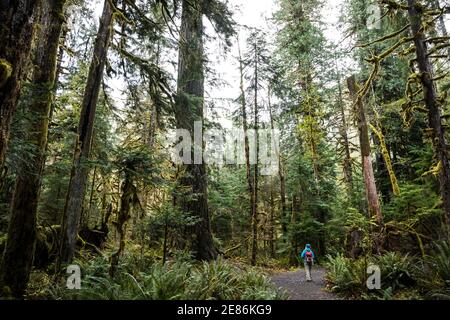 Eine Frau, die einen Pfad in der Staircase Rapids Gegend des Olympic National Park, Washington, USA, geht. Stockfoto