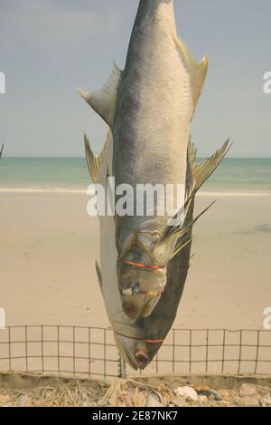 In der Nähe von frisch gefangene Fische gefesselt und aufgehängt für Bewahrung in der Nähe der Küste am Strand in Hua Hin Thailand zu trocknen Stockfoto