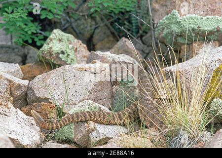 Tiger-Klapperschlange (Crotalus Tigris) Stockfoto