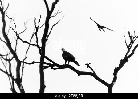 Ein Schwarzreiher-Bussard thront auf einem toten Baum & Brown Falcon fliegt über dem Himmel in semi-ariden Land westlich von Longreach, Queensland, Australien. Stockfoto