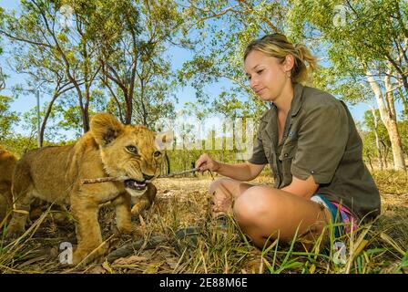 Eine Nahaufnahme der niedrigen Ansicht eines Löwenjungen, das auf Stock beißt, der von einer Zoopflegerin in einem afrikanischen Tierschutzpark in Cairns, Queensland, Australien, gehalten wird. Stockfoto