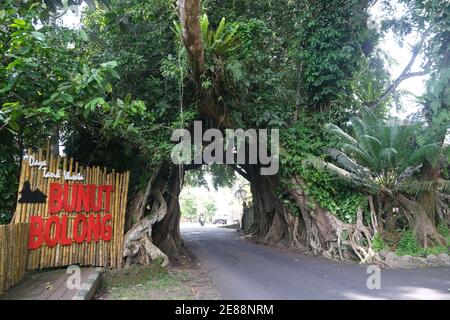 Indonesien Bali – Bunut Bolong – Alter banyan-Baum mit Ein Straßentunnel Stockfoto