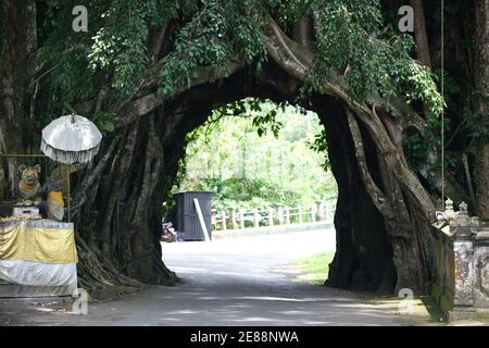 Indonesien Bali – Bunut Bolong – Alter banyan-Baum mit Ein Straßentunnel Stockfoto