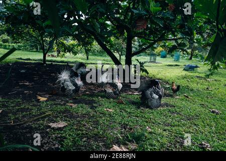 Die wilde Türkei, Meleagris gallopavo, reagiert auf einen türkei-Aufruf in einem östlichen Laubholzwald, Hawaii Stockfoto