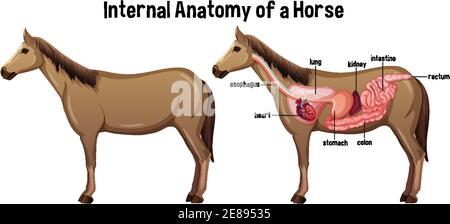 Innere Anatomie eines Pferdes mit Etikett Illustration Stock Vektor