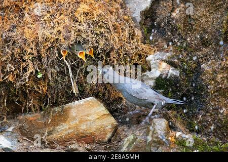 Amerikanischer Dipper (Cinclus mexicanus) füttert Jungtiere in seinem Nest im Denali-Nationalpark, Alaska Stockfoto