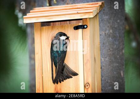 Baumschwalbe (Tachycineta bicolor) in Talkeetna, Alaska Stockfoto