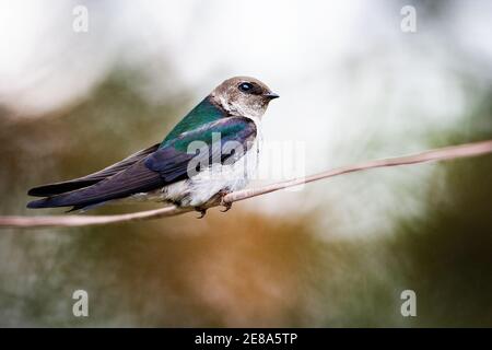 Baumschwalbe (Tachycineta bicolor) in Talkeetna, Alaska Stockfoto